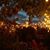 Janet Nelson-Alvarez's profile image