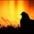 John Noske's profile image