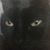 David Michaels's profile image