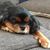 Sharon McKenzie's profile image