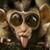 Linda Moses Biggers's profile image