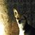 Thomas Landfried's profile image