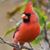 Mike Wesolek's profile image