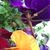 Teri Samonek Ascani's profile image