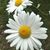 Judy Chesley's profile image