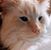 Annette J Sharp's profile image