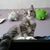 Anthony Garcia-Lanzoni's profile image