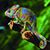 Waldo Fjd's profile image