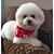 Sara Jeanne King's profile image