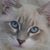 Christine Kincaid-Semel's profile image