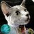 Gina Morra Duncan's profile image