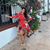 Liz Almanzar's profile image