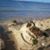 Debbie J Alaimo's profile image