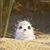 Allison Marie's profile image