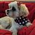 Maisie Walks Dover's profile image