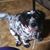 Shelia Hingson's profile image