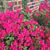 Pat Kaucher Clawges's profile image