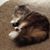 Rhonda Simmons-Hafemeister's profile image