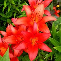 Annette Hall Bickel's profile image