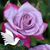 Bonnie McLafferty's profile image
