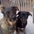 Sue Cortina's profile image