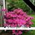 Vickie Williams Scott's profile image