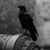 John Szloboda's profile image