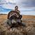 Lauren Stricker's profile image