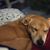 Alison Deitz Rauchfuss's profile image