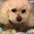 Ronda Atkinson's profile image