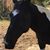 Leslie Carden Estes's profile image