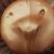 Luan Stauss's profile image