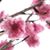 Debbie McDuffee's profile image