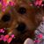Bob Ziajor's profile image