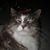 Kristen Yancey's profile image
