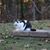 Sue Dowdy Thorne's profile image