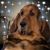 Deanna Caviness Sutton's profile image