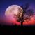 Mary Rice's profile image