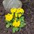 Karen Oshlick Brozell's profile image