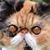 Marcia Diebold's profile image