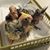 Elizabeth Ann Dyke's profile image