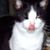 Cindy K Shelton's profile image