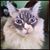 Vanessa Pritchett's profile image