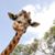 Loraine Stevens Stanton's profile image