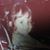 Chic Alameda's profile image