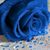 Diana C. Dutan's profile image