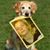 Daivike Ir Tiek's profile image