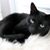 Candia Spencer's profile image