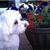 Maria Palermo-Whitaker's profile image