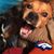 Tracy A. Dyck's profile image